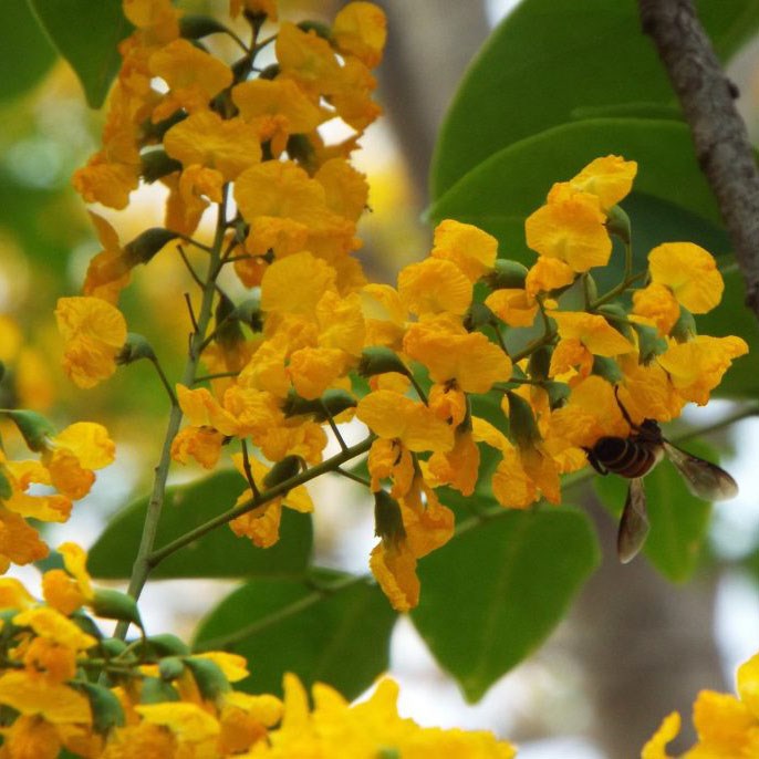cây giáng hương lá lớn